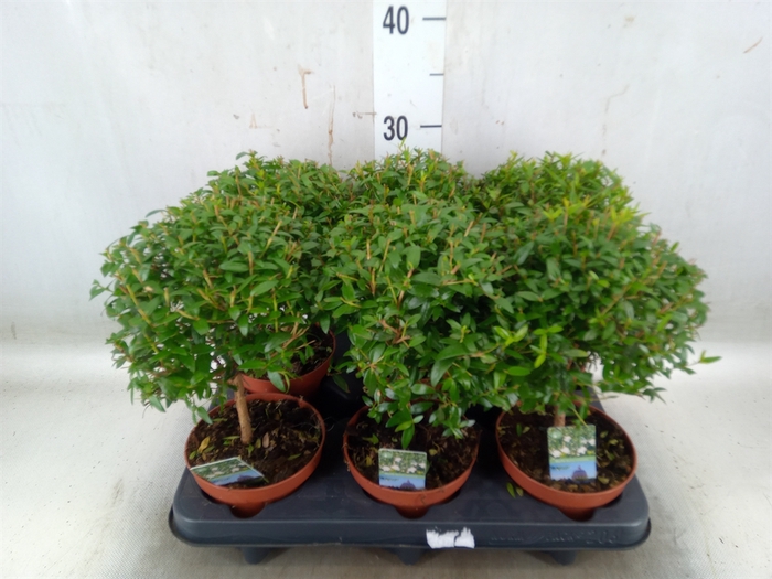 <h4>Myrtus communis</h4>