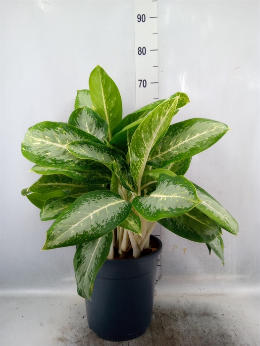 <h4>Aglaonema   ...</h4>