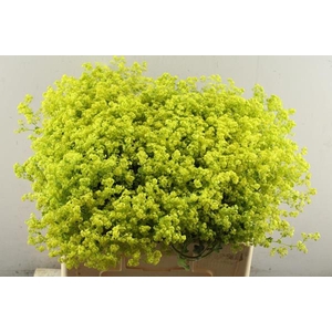 Alchemilla M Robustica Heinen