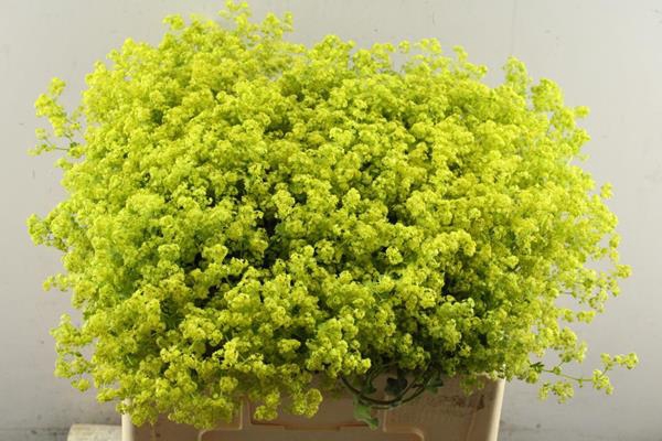 <h4>Alchemilla M Robustica Heinen</h4>