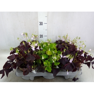 Oxalis   ...