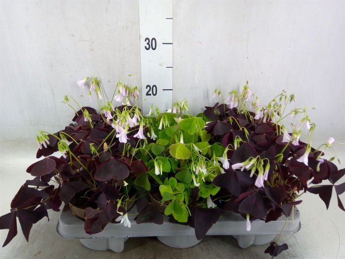 <h4>Oxalis   ...</h4>