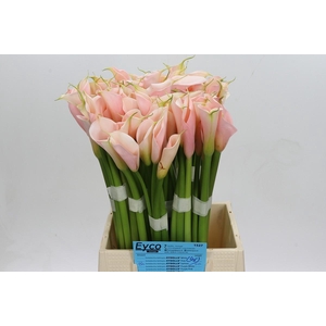 Zantedeschia Eydolls Salmon