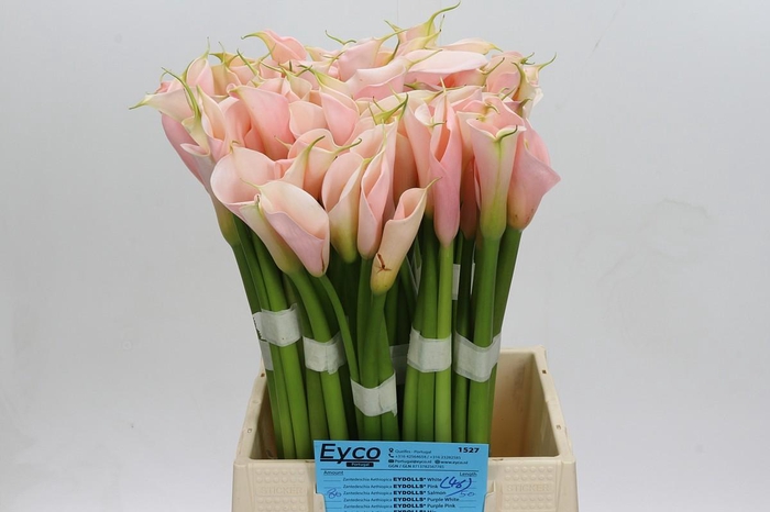 <h4>Zantedeschia Eydolls Salmon</h4>