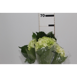 HORTENCIA BABY GREEN