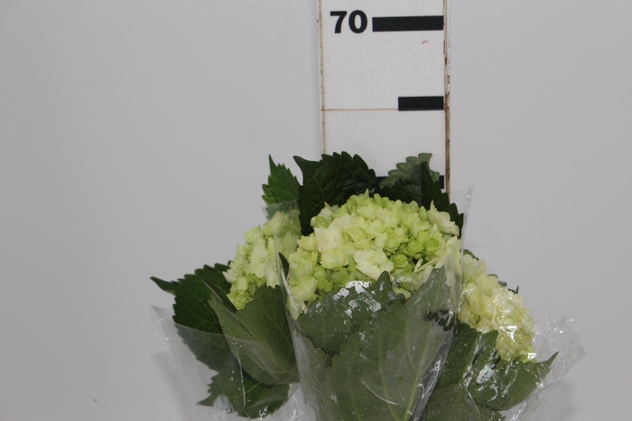 <h4>HORTENCIA BABY GREEN</h4>