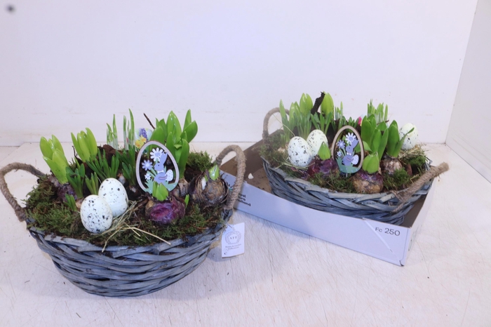 <h4>ARR BOL KNOLGEWAS</h4>