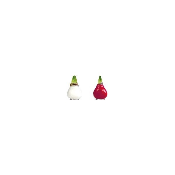 <h4>Amaryllis Touch of Wax Gloss GL-02 Mixed 8x1, rode bloem, Tray408</h4>