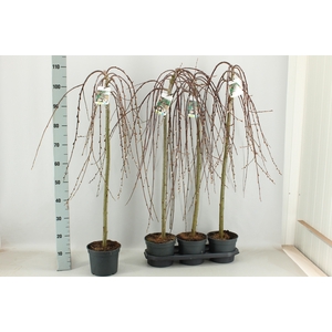 SALIX CAP KILMARNOCK