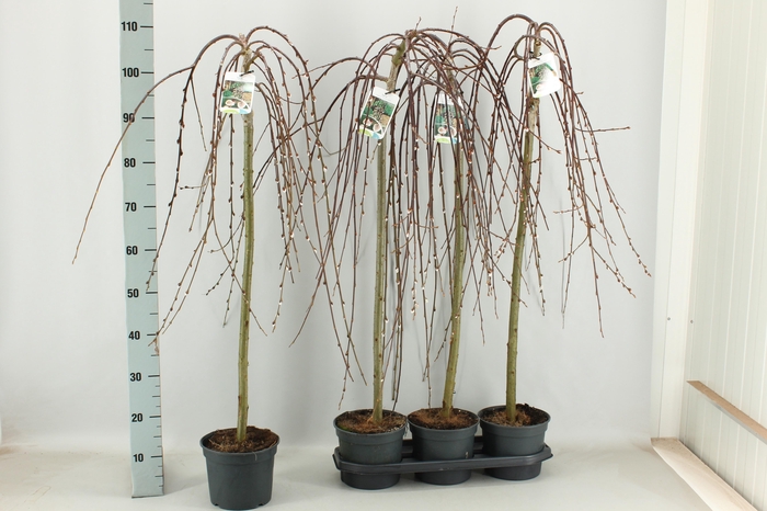 <h4>SALIX CAP KILMARNOCK</h4>