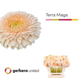 Ge Mi Pom Terra Maga