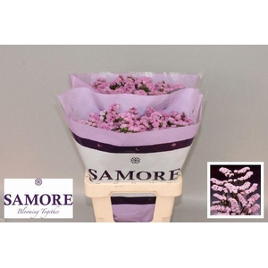 LIMONIUM SINUATUM 'ROSELLA SUN BIR'