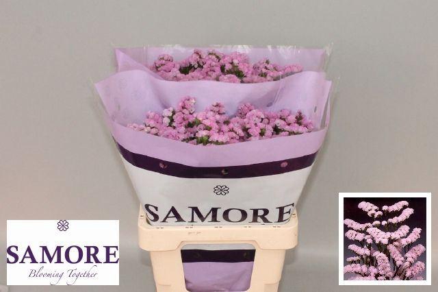 <h4>LIMONIUM SINUATUM 'ROSELLA SUN BIR'</h4>