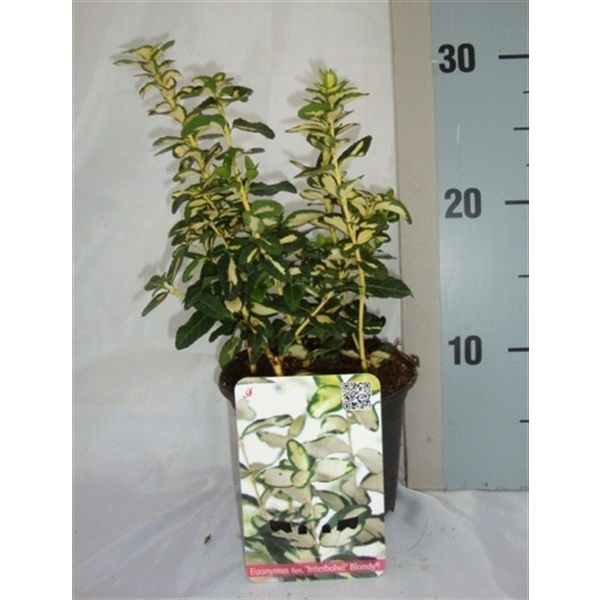 <h4>Euonymus fortunei Blondy</h4>