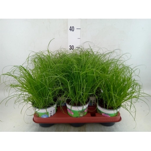 Cyperus alternifolius 'Zumula'