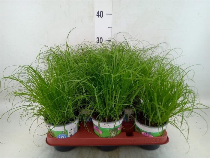 <h4>Cyperus alternifolius 'Zumula'</h4>