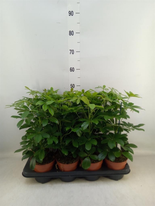 <h4>Schefflera arbor. 'Nora'</h4>