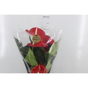 ANTHURIUM MICHIGAN P17 PREMIUM