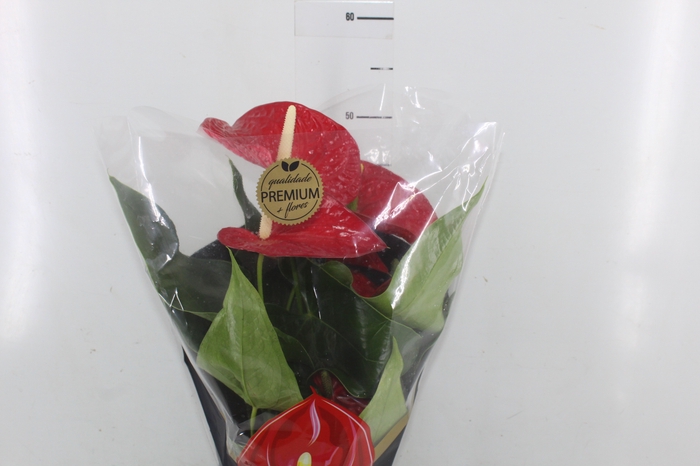 ANTHURIUM MICHIGAN P17 PREMIUM