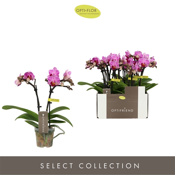 <h4>Phalaenopsis Multifloratypes overig paars</h4>