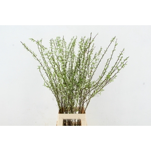 PRUNUS GLANDULOSA VERTAKT 100CM