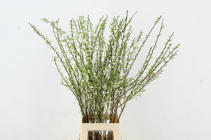 <h4>PRUNUS GLANDULOSA VERTAKT 100CM</h4>