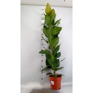 Ficus benghalensis 'Joy'