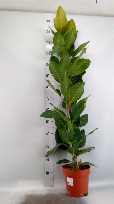<h4>Ficus benghalensis 'Joy'</h4>