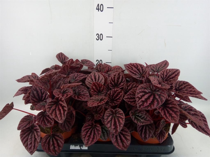 <h4>Peperomia caperata   ...</h4>