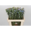 Oxypetalum Tweedia Blue