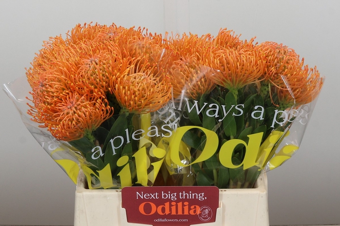 <h4>Nutans Ayoba Orange</h4>