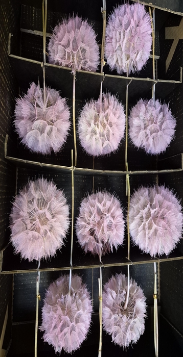 <h4>Y PRES PUSTE FLOWER baby pink</h4>