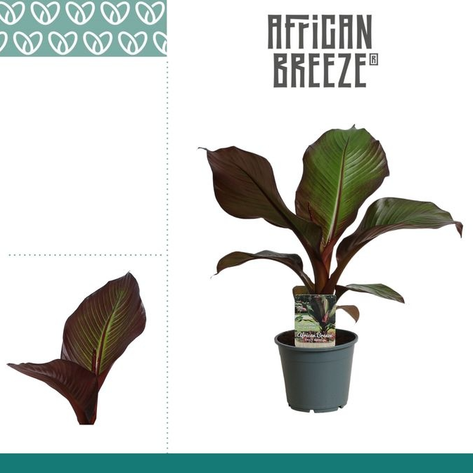 <h4>Ensete ventricosum 'Maurelii'</h4>