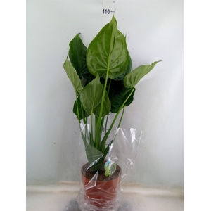 Alocasia cucullata