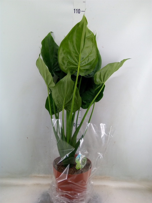 <h4>Alocasia cucullata</h4>