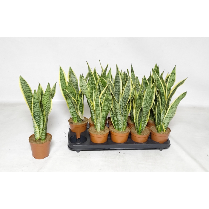 <h4>SANSEV LAURENTII</h4>