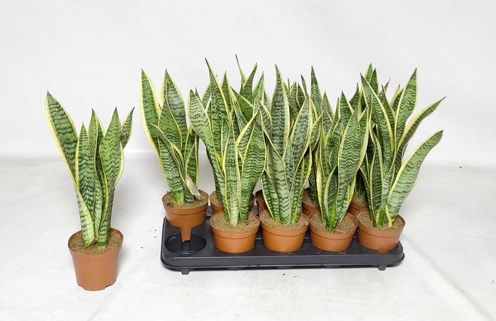 <h4>SANSEV LAURENTII</h4>