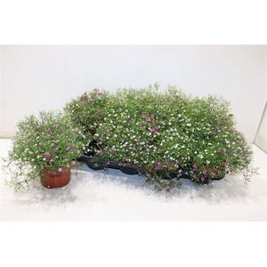 arr8 Gyps Muralis Gem In Pot