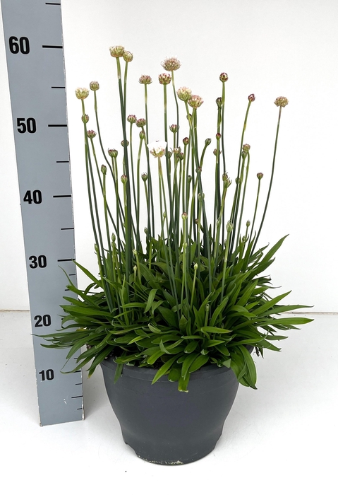 <h4>ARME PSEUDARMERIA</h4>