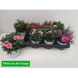 DIAN OSC GEM