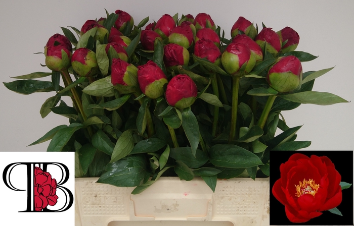<h4>PAEO RED RED ROSE</h4>