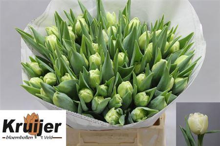 <h4>Tu Du Verona</h4>