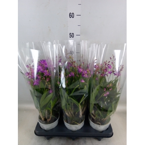 Dendrobium  'Berry Oda'