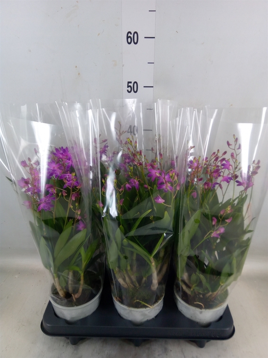 <h4>Dendrobium  'Berry Oda'</h4>