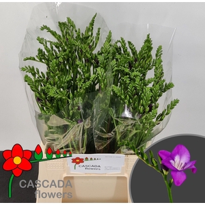 Freesia enk Costa