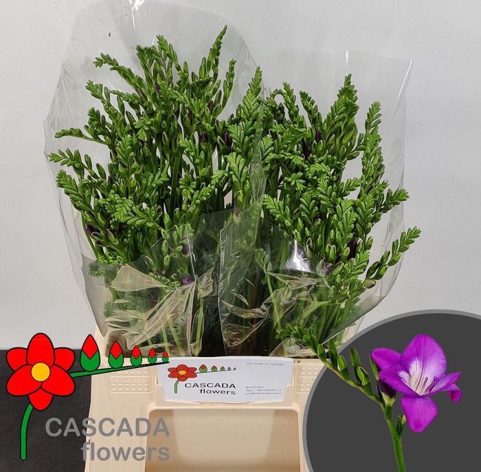 <h4>Freesia enk Costa</h4>