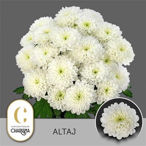 Chr T Altaj
