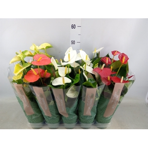 Anthurium   ...mix