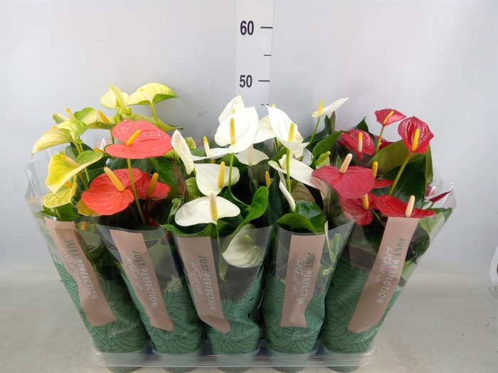 <h4>Anthurium   ...mix</h4>