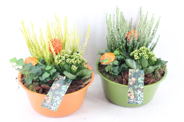 <h4>arr4 Outdoor MB - Zink groen oranje mix</h4>